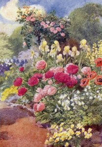Paeonies, Columbine, Yellow Irises és Thermopsis (színes litho) alkotó: George Soper