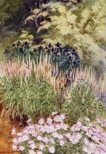 Veronica spicata rosea, eryngiumokkal és brácsákkal (színes litho) alkotó: George Soper