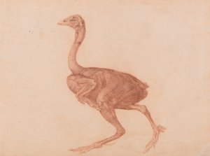 Az emberi test felépítésének összehasonlító anatómiai bemutatása a tigris és a közönséges szárnyas testével: Dorking tyúk, oldalnézet alkotó: George Stubbs