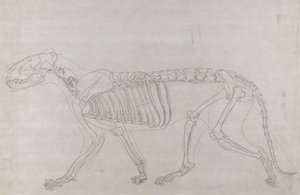 Az emberi test felépítésének összehasonlító anatómiai bemutatása a tigris és a közönséges szárnyas testével: Tigriscsontváz, oldalnézet alkotó: George Stubbs