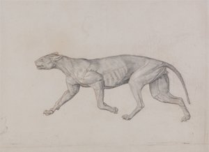 Az emberi test felépítésének összehasonlító anatómiai bemutatása a tigris és a közönséges szárnyas testével:  Leopárd test, oldalnézet alkotó: George Stubbs