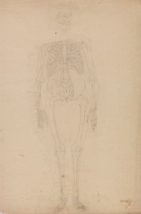 Az emberi test felépítésének összehasonlító anatómiai bemutatása a tigris és a közönséges szárnyas testével: Emberi csontváz, elülső nézet alkotó: George Stubbs
