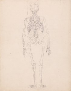Az emberi test felépítésének összehasonlító anatómiai bemutatása a tigris és a közönséges szárnyas testével: Emberi csontváz, hátsó nézet alkotó: George Stubbs