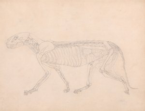 Az emberi test felépítésének összehasonlító anatómiai bemutatása a tigris és a közönséges szárnyas testével: Tigris teste, oldalnézet alkotó: George Stubbs