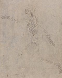 Az emberi test felépítésének összehasonlító anatómiai bemutatása a tigris és a közönséges szárnyas testével: Emberi csontváz, oldalnézet alkotó: George Stubbs