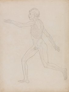 Az emberi test felépítésének összehasonlító anatómiai bemutatása a tigris és a közönséges szárnyas testével: Emberi alak, oldalnézet alkotó: George Stubbs