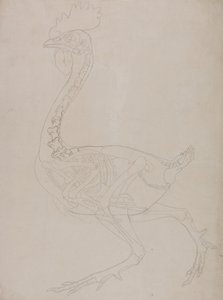 Az emberi test felépítésének összehasonlító anatómiai bemutatása a tigris és a közönséges szárnyas testével:  Madárcsontváz, oldalnézetből alkotó: George Stubbs
