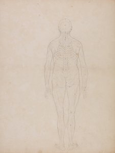 Az emberi test felépítésének összehasonlító anatómiai bemutatása a tigris és a közönséges szárnyas testével: Emberi alak, hátsó nézet alkotó: George Stubbs