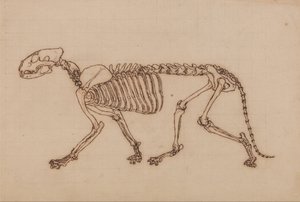Az emberi test felépítésének összehasonlító anatómiai bemutatása a tigris és a közönséges szárnyas testével: Tigriscsontváz, oldalnézet alkotó: George Stubbs