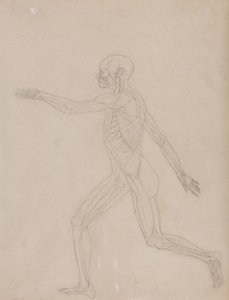 Az emberi test felépítésének összehasonlító anatómiai bemutatása a tigris és a közönséges szárnyas testével: Emberi alak, oldalnézet alkotó: George Stubbs