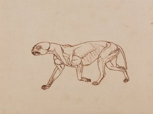 Az emberi test felépítésének összehasonlító anatómiai bemutatása a tigris és a közönséges szárnyas testével:  Leopárd test, oldalnézet alkotó: George Stubbs