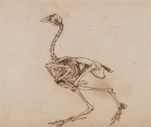 Az emberi test felépítésének összehasonlító anatómiai bemutatása a tigris és a közönséges szárnyas testével:  Dorking Hen Skeleton, Lateral View (Valószínűleg egy kiadatlan kulcsfigurához készült) alkotó: George Stubbs
