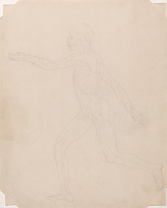 Az emberi test felépítésének összehasonlító anatómiai bemutatása a tigris és a közönséges szárnyas testével: Emberi alak, oldalnézet alkotó: George Stubbs