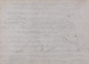 Az emberi test felépítésének összehasonlító anatómiai bemutatása a tigris és a közönséges szárnyas testével: Tigris teste, oldalnézet alkotó: George Stubbs