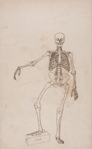 Az emberi test felépítésének összehasonlító anatómiai bemutatása a tigris és a közönséges szárnyas testével: Emberi csontváz, elülső nézet alkotó: George Stubbs