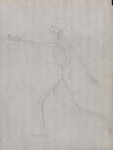 Az emberi test felépítésének összehasonlító anatómiai bemutatása a tigris és a közönséges szárnyas testével: Emberi alak, oldalnézet alkotó: George Stubbs