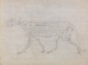 Az emberi test felépítésének összehasonlító anatómiai bemutatása a tigris és a közönséges szárnyas testével: Tigris teste, oldalnézet alkotó: George Stubbs