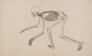 Az emberi test felépítésének összehasonlító anatómiai bemutatása a tigris és a közönséges szárnyas testével: Emberi csontváz, oldalnézet alkotó: George Stubbs