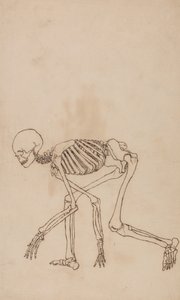 Az emberi test felépítésének összehasonlító anatómiai bemutatása a tigris és a közönséges szárnyas testével: Emberi csontváz, oldalnézet alkotó: George Stubbs