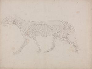 Az emberi test felépítésének összehasonlító anatómiai bemutatása a tigris és a közönséges szárnyas testével: Tigris teste, oldalnézet alkotó: George Stubbs