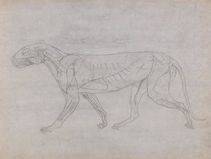 Az emberi test felépítésének összehasonlító anatómiai bemutatása a tigris és a közönséges szárnyas testével: Tigris teste, oldalnézet alkotó: George Stubbs