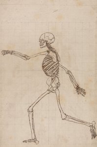 Az emberi test felépítésének összehasonlító anatómiai bemutatása a tigris és a közönséges szárnyas testével: Emberi csontváz, oldalnézet alkotó: George Stubbs
