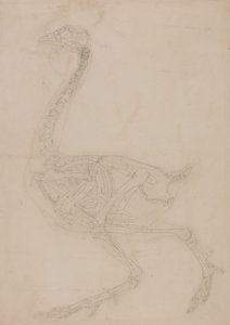 Az emberi test felépítésének összehasonlító anatómiai bemutatása a tigris és a közönséges szárnyas testével:  Madárcsontváz, oldalnézetből alkotó: George Stubbs