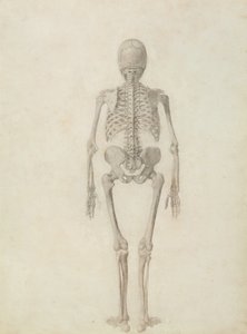 Az emberi test felépítésének összehasonlító anatómiai bemutatása egy tigris és egy közönséges szárnyas testével: Emberi csontváz, Hátulnézet alkotó: George Stubbs