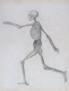 Az emberi test felépítésének összehasonlító anatómiai bemutatása egy tigris és egy közönséges szárnyas testével: Emberalak, Oldalnézet, 1795-1806 alkotó: George Stubbs