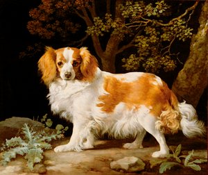 Egy máj és fehér király Károly spániel erdős tájon alkotó: George Stubbs