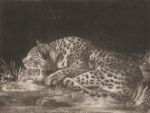 Egy tigris (alvó leopárd) alkotó: George Stubbs