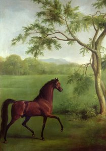 Arab mén a fa alatt, 1761-63 körül (olaj, vászon) alkotó: George Stubbs