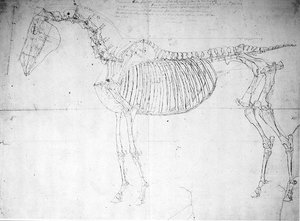 Ló anatómiai vizsgálata (toll, tinta és ceruza papíron) alkotó: George Stubbs