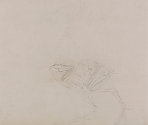 Dorking Tyúk teste, oldalnézet (a test és a végtagok izomzatának vizsgálata a boncolás későbbi szakaszában) alkotó: George Stubbs