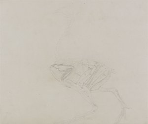 Dorking tyúk teste, oldalnézet, az emberi test felépítésének összehasonlító anatómiai bemutatásából egy tigris és egy közönséges szárnyas testével, 1795-1806 (grafit vékony szőtt papíron) alkotó: George Stubbs