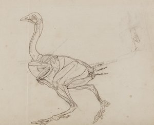 Dorking tyúk teste, oldalnézet, "Az emberi test szerkezetének összehasonlító anatómiai bemutatása egy tigris és egy közönséges szárnyas testével" alkotó: George Stubbs