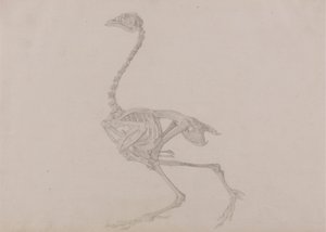Dorking tyúk csontváza, oldalnézet (Befejezett tanulmány egy kiadatlan táblázathoz) alkotó: George Stubbs