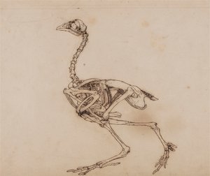 Dorking tyúk csontváza, oldalnézet (valószínűleg egy nem publikált kulcsfigurára készült) alkotó: George Stubbs