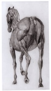 Egy fokozatosan boncolt ló izomszerkezetének háti képe, 7. számú tanulmány a The Anatomy of the Horse, 1766-ból alkotó: George Stubbs
