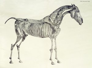Ötödik anatómiai táblázat, a "A ló anatómiájából". alkotó: George Stubbs