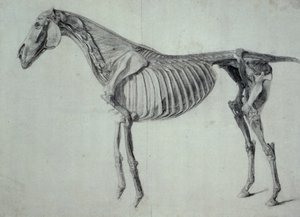 Befejezett tanulmány a ló ötödik anatómiai asztalához (grafit papíron) alkotó: George Stubbs