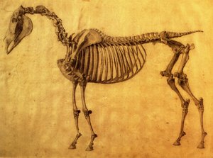 Befejezett tanulmány a ló első csontvázas asztalához, c. 1766 (grafit papíron) alkotó: George Stubbs