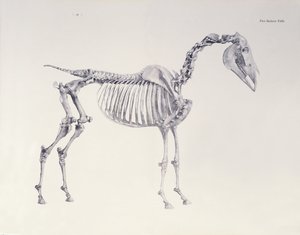 Az első csontvázasztal a ló anatómiájából alkotó: George Stubbs