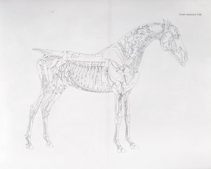 Negyedik anatómiai táblázat a ló anatómiájából alkotó: George Stubbs