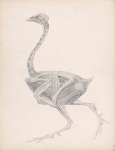 A szárnyas teste, oldalnézet (jól befejezett vizsgálat egy kiadatlan táblázathoz; a boncolás utolsó szakaszát mutatja) alkotó: George Stubbs