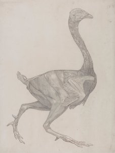 A tyúk teste, oldalnézet (valószínűleg előkészítve a XV. táblázat gravírozására szolgáló tányérra) alkotó: George Stubbs
