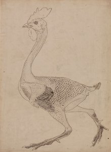 A tyúk teste, oldalnézet (a X. táblázat kulcsfigurájának vizsgálata) alkotó: George Stubbs