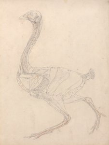 A tyúk teste, oldalnézet (a XV. táblázat kulcsfigurájának tanulmányozása) alkotó: George Stubbs