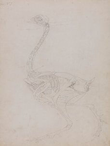 Szárnyas test, oldalnézet alkotó: George Stubbs