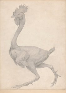 Tyúk, oldalnézet, a legtöbb toll eltávolítva (a X. táblázatra vonatkozó vizsgálat befejezve) alkotó: George Stubbs